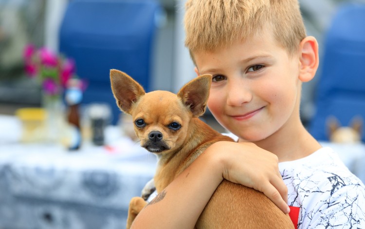 Honden toegestaan bij de Zwinhoeve