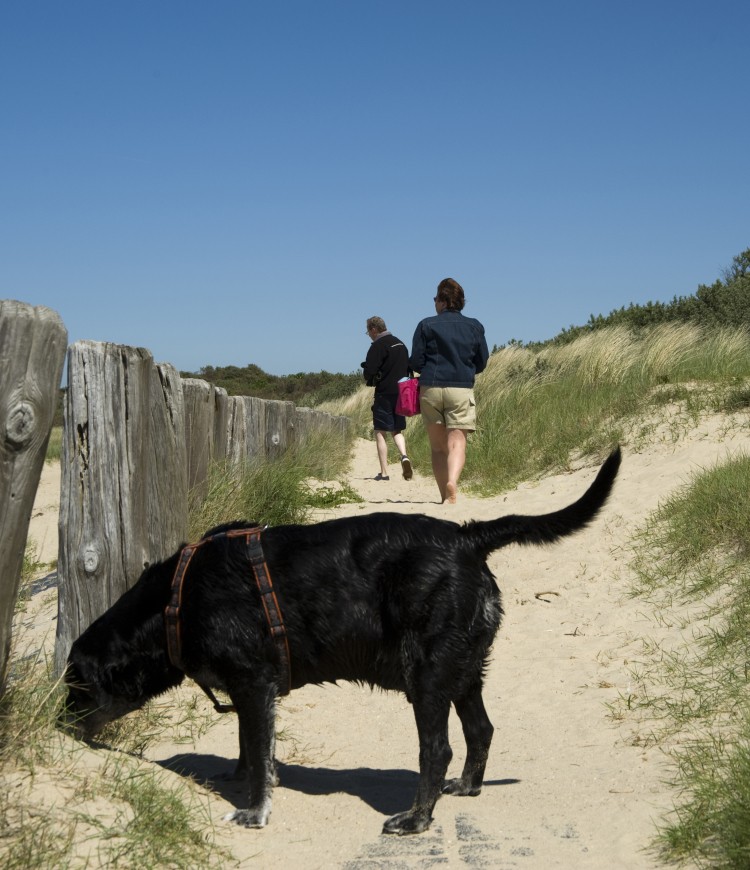 Wandelen met hond