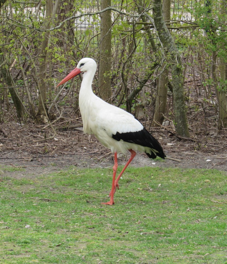 Ooievaar op camping AS 21-4-2021.JPG