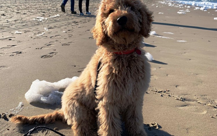 Honden op het strand toegestaan