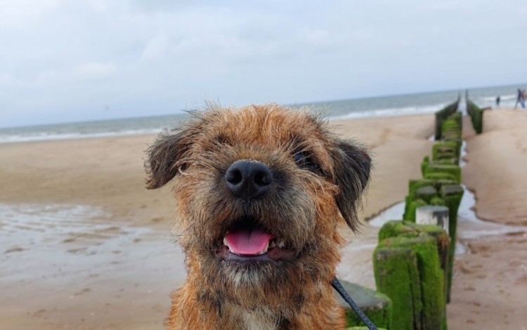 Hond op paalhoofd 2024