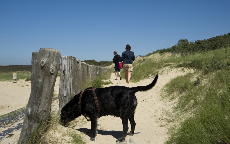 Wandelen met hond