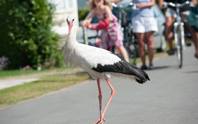 Ooievaar op de camping