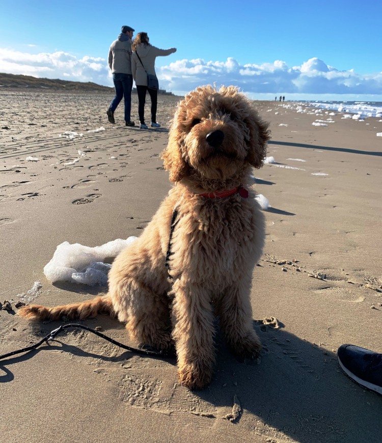 Honden op het strand toegestaan