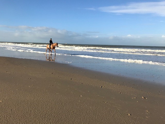 Paard langs de vloedlijn