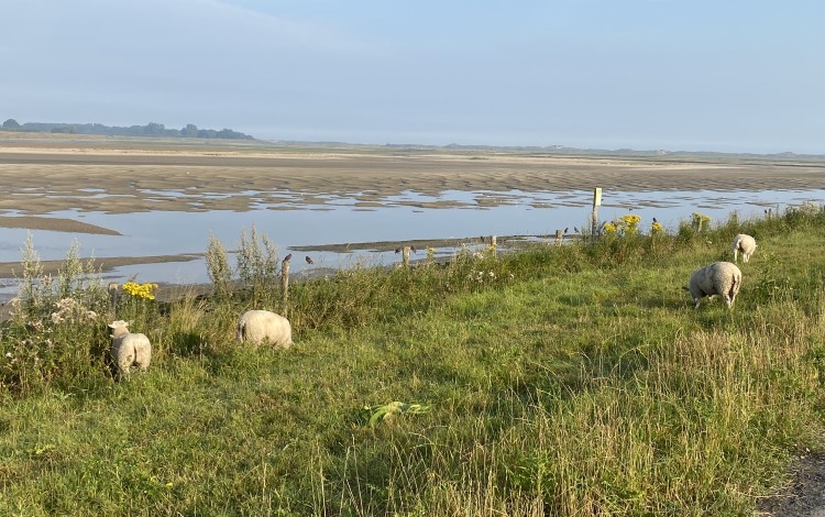 Schapen.JPG