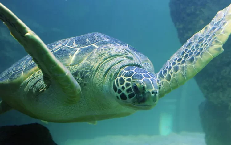 Sealife Blankenberge
